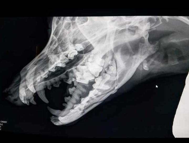 Pet Digital Radiology