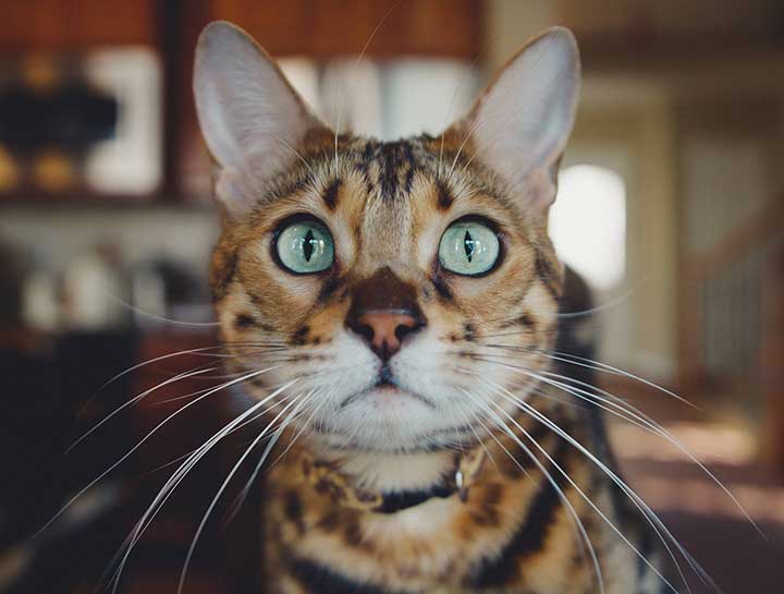 Preventive Care for Cats