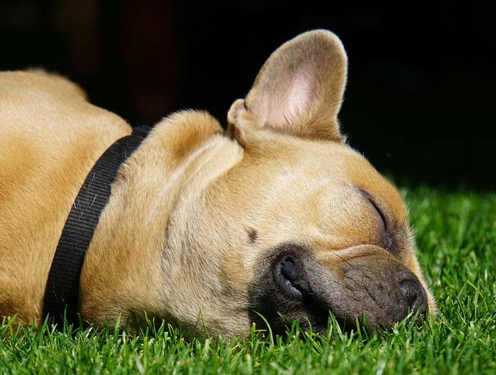 Pet Allergy & Dermatology